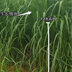 “糖蔗2号牧草”的种植