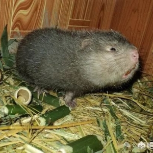 竹鼠  种类与特征