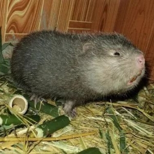 竹鼠 经济价值